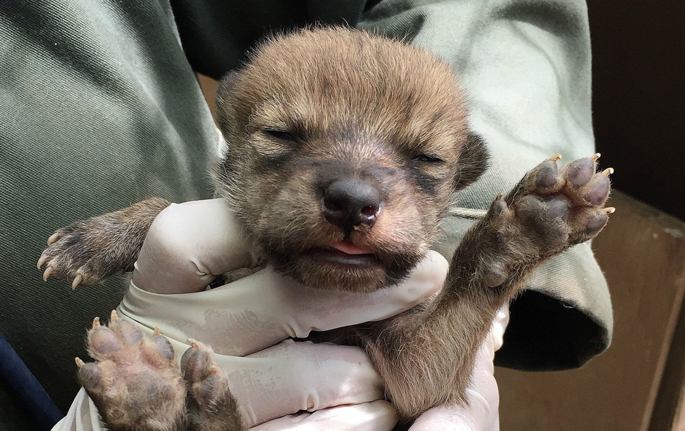 5 фактов, которые меняют представление о гиенах