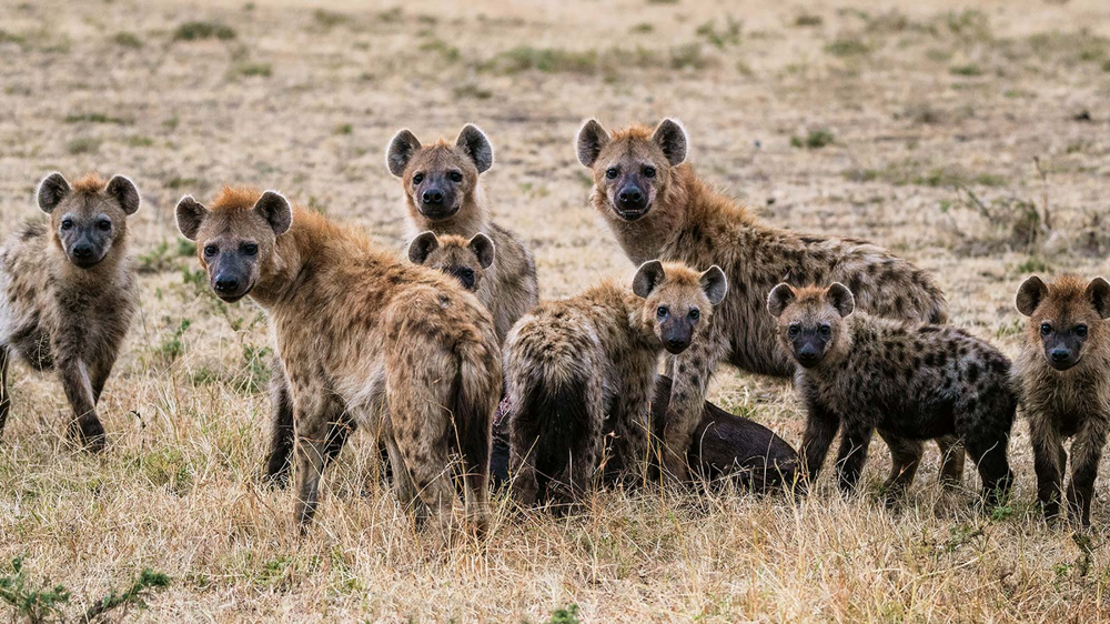 5 фактов, которые меняют представление о гиенах