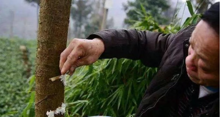 Дерево-обжора: почему в Китае деревья «едят» свинину и пьют вино