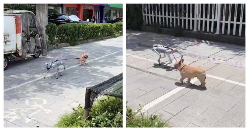 Робопес выгуливает обычную собаку Робопес выгуливает обычную собаку