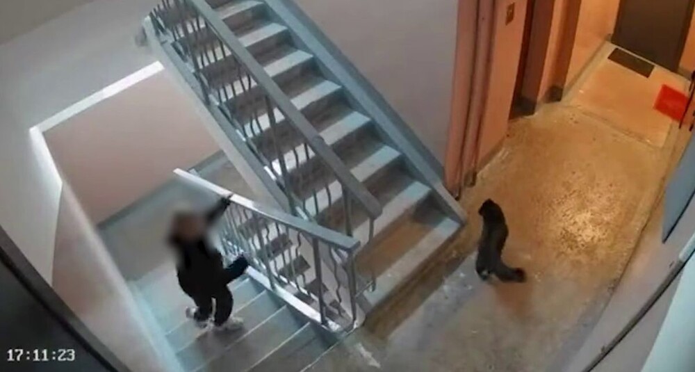 Мальчик избил кота в подъезде во Владивостоке Мальчик избил кота в подъезде во Владивостоке