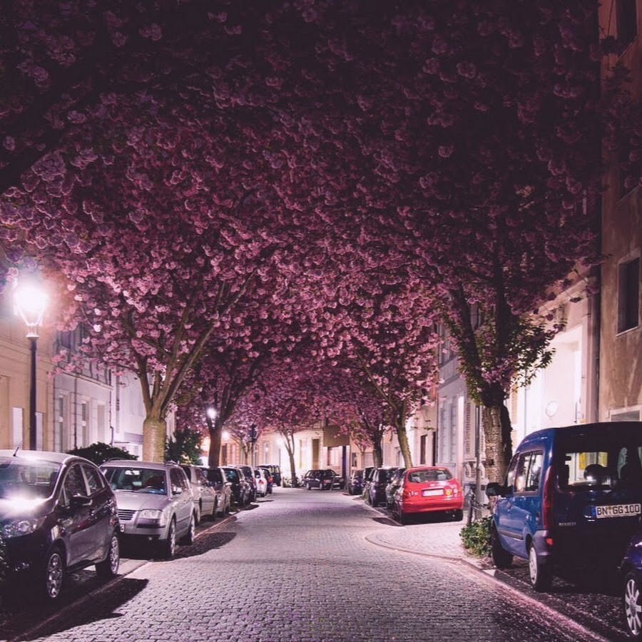 9. Вишнёвые деревья Бонна