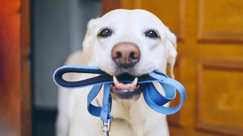 С собакой без поводка