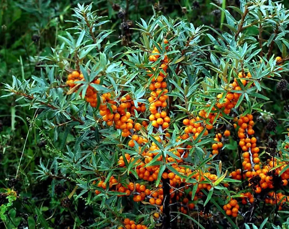 Сибирское чудо, которое европейцы открывают заново: облепиха замедляет старение
