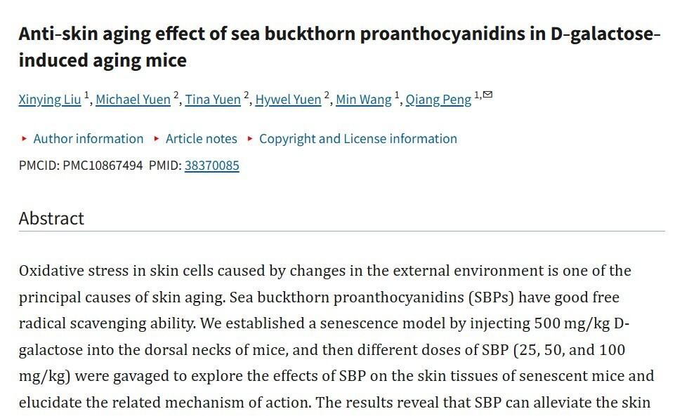 Сибирское чудо, которое европейцы открывают заново: облепиха замедляет старение