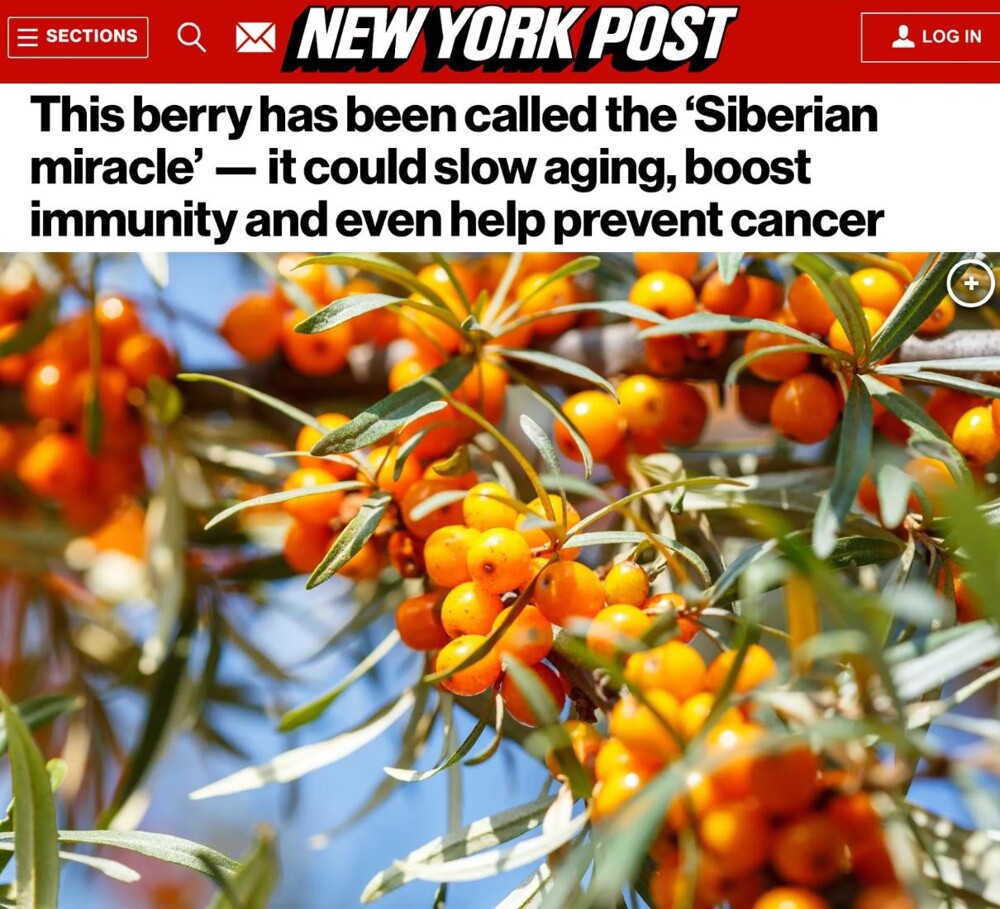 Сибирское чудо, которое европейцы открывают заново: облепиха замедляет старение