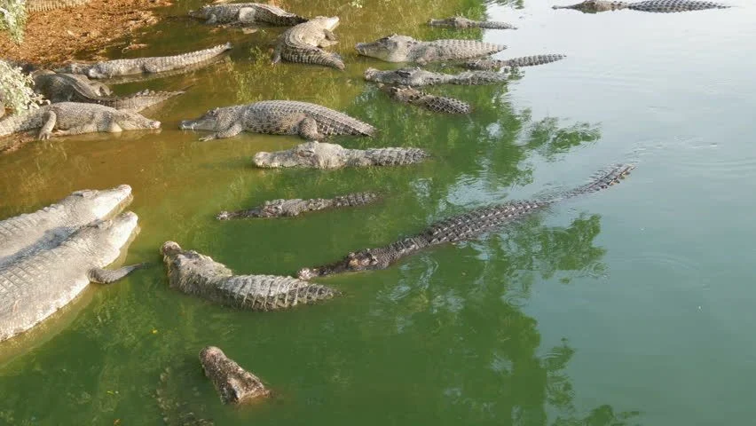 Остров, где люди исчезают без следа. Что говорит наука об интересном африканском феномене