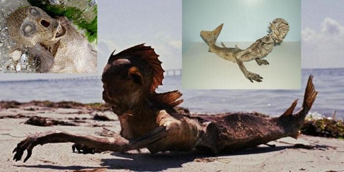 Русалки существуют — просто мы ищем не там