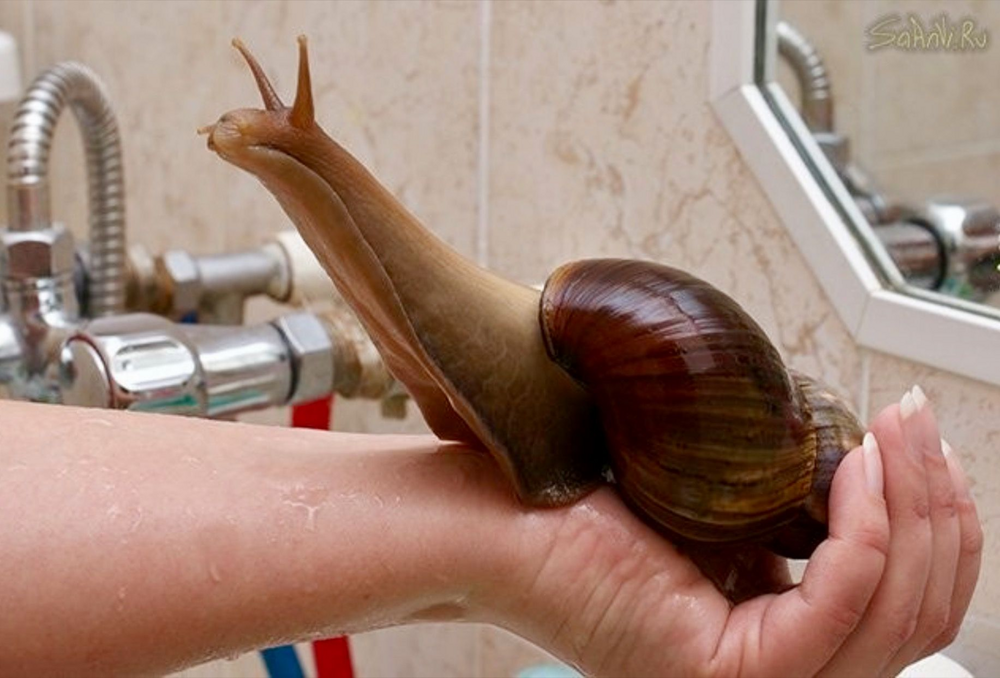 Ахатины: домашние улитки уничтожают мир