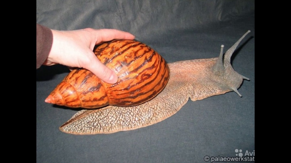 Ахатины: домашние улитки уничтожают мир