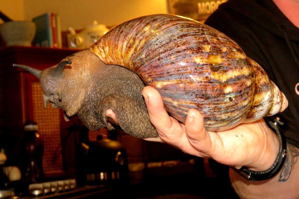 Ахатины: домашние улитки уничтожают мир