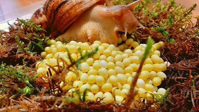 Ахатины: домашние улитки уничтожают мир