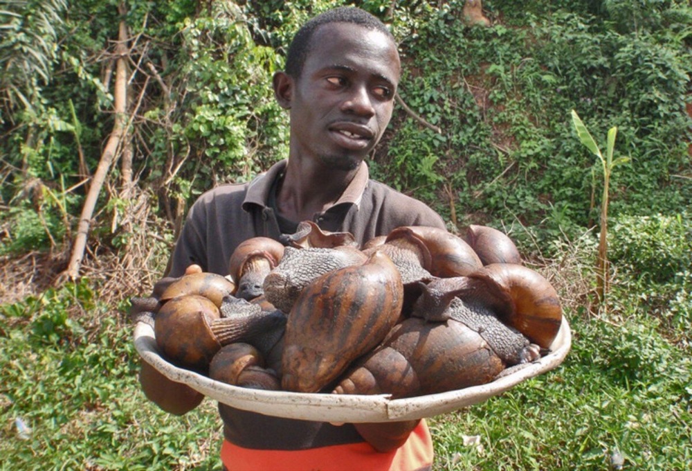 Ахатины: домашние улитки уничтожают мир