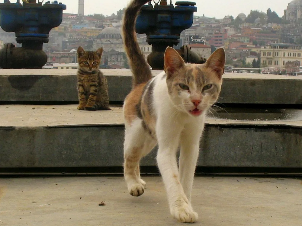 Турецкий тренд – алименты на котов