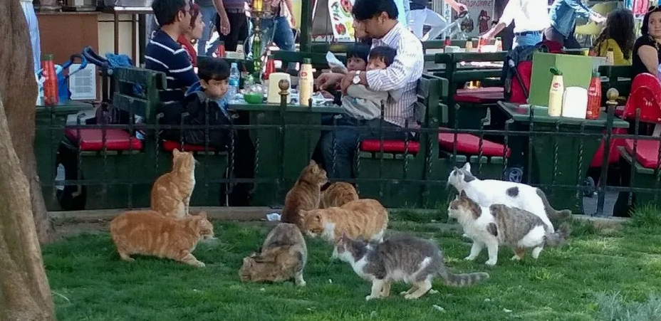 Турецкий тренд – алименты на котов