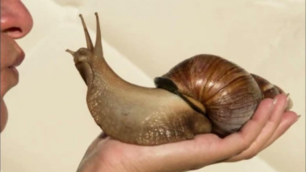 Ахатины: домашние улитки уничтожают мир