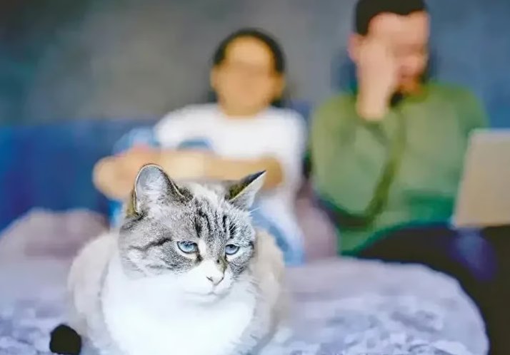 Кошачьи алименты не в новинку в Турции