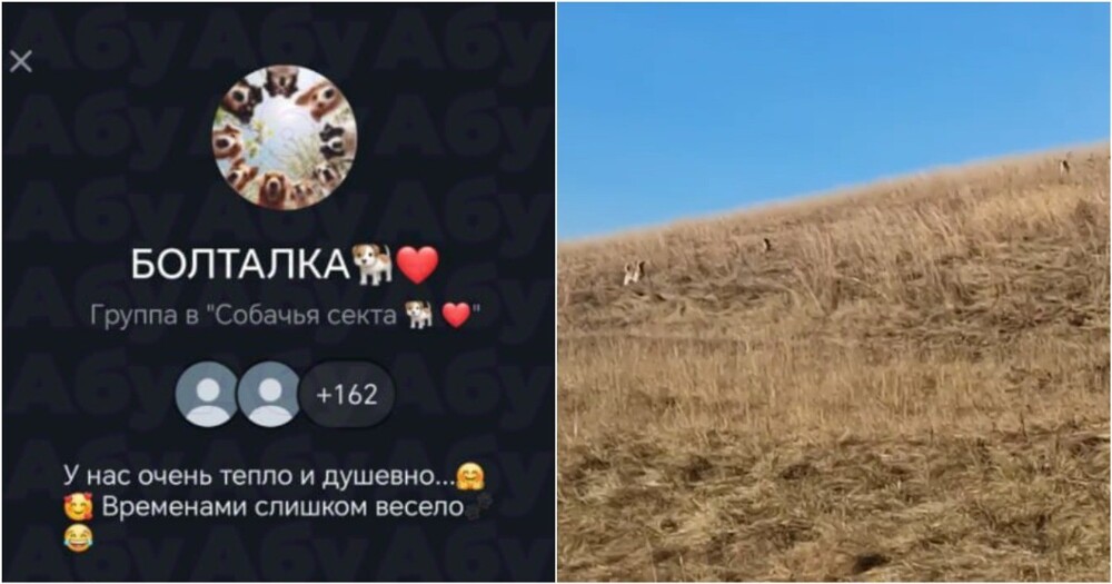 Зоозащитницы хотели сжечь деревню, где собаки напали на ребенка