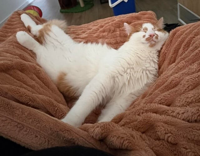 10. Я виртуозно научился маскироваться на местности