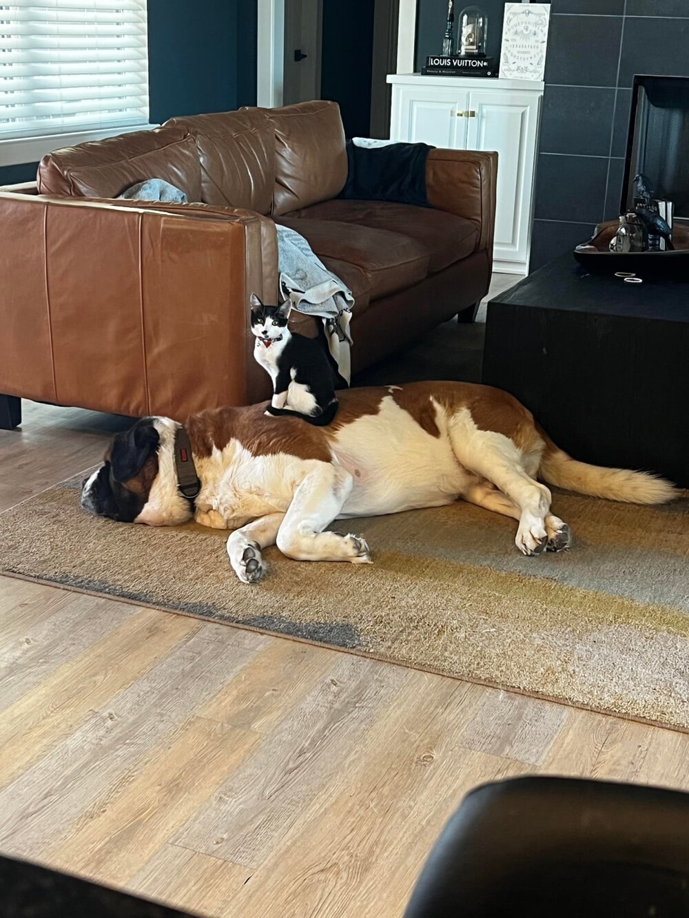 13. Из этих цепких лап ещё никто не уходил