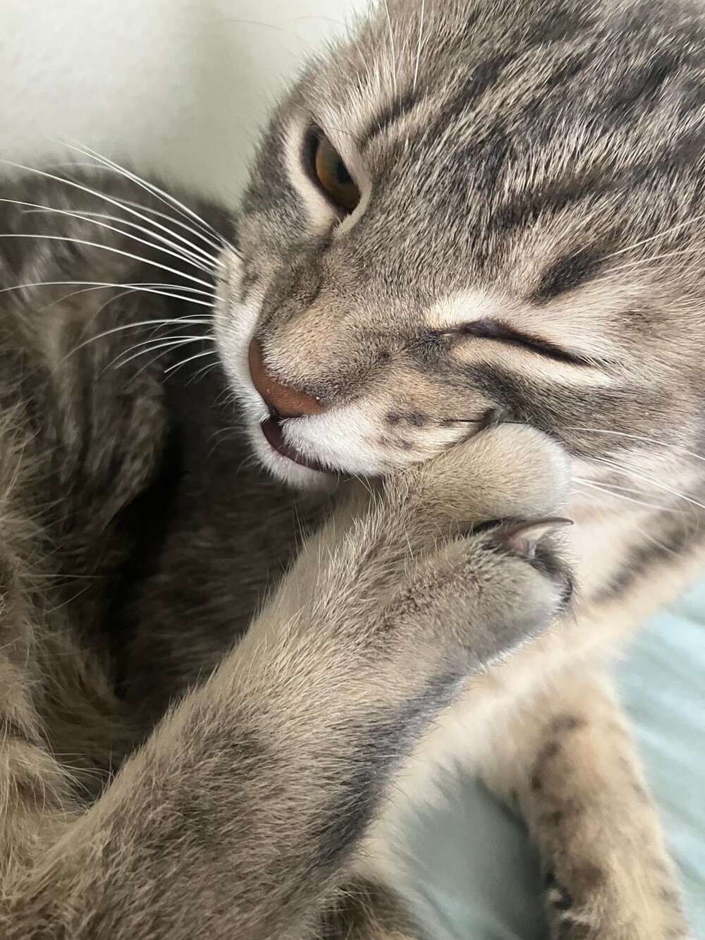 1. Котизмы-замышлизмы