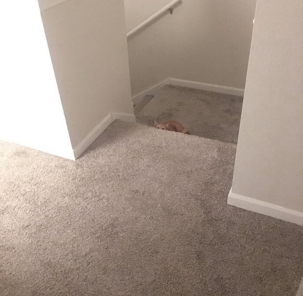 14. Сейчас случится чей-то прыг... Сейчас...