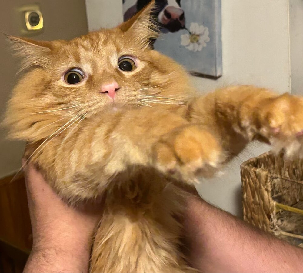 9. Не поеду к ветеринару, не друг он мне