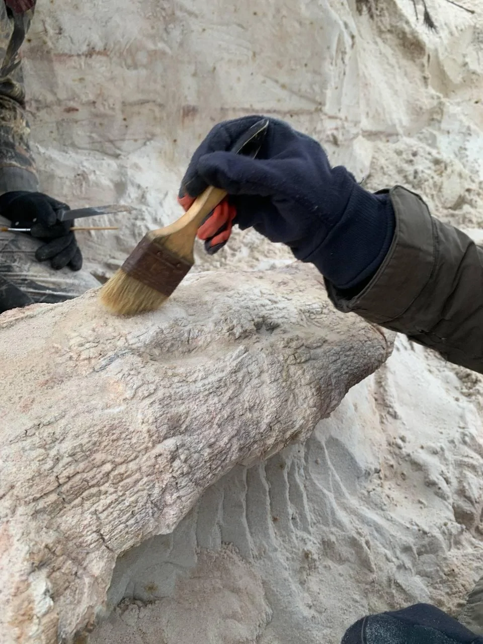 В Ленобласти нашли древнейший пень возрастом 385 млн лет