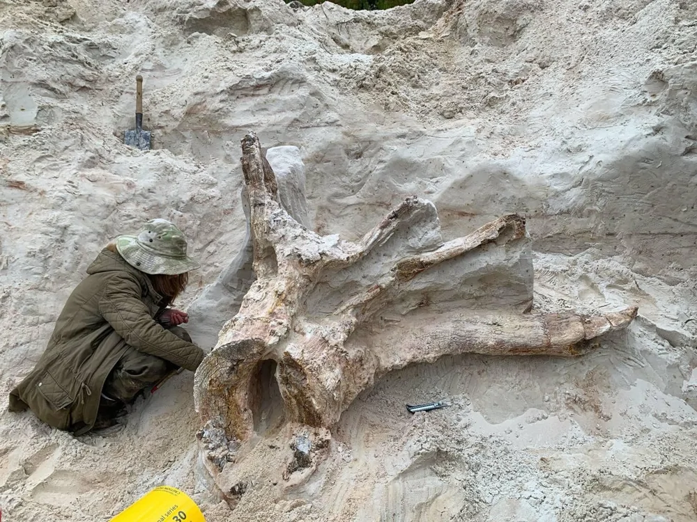 В Ленобласти нашли древнейший пень возрастом 385 млн лет