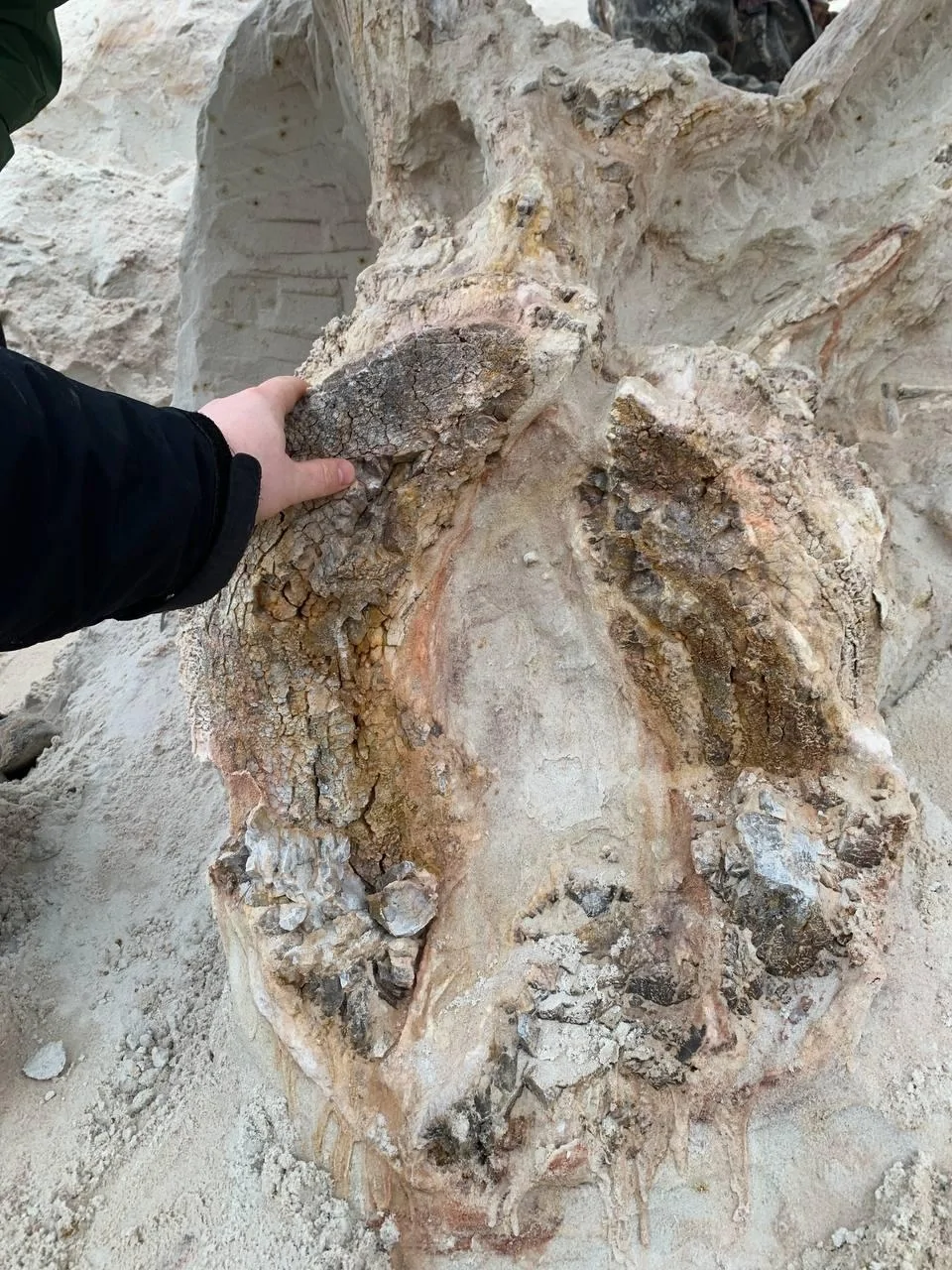 В Ленобласти нашли древнейший пень возрастом 385 млн лет