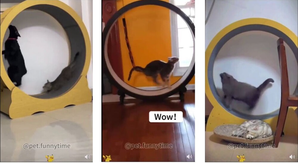 Котейки на колесе