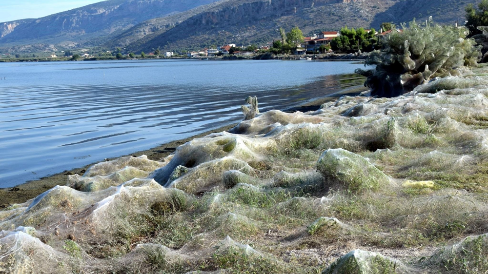 Паучий остров: километры паутины превратили эту землю в фильм ужасов