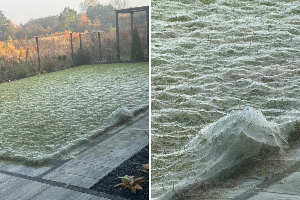 Паучий остров: километры паутины превратили эту землю в фильм ужасов