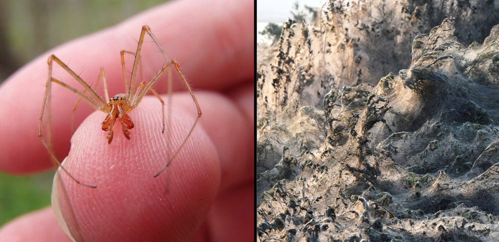 Паучий остров: километры паутины превратили эту землю в фильм ужасов