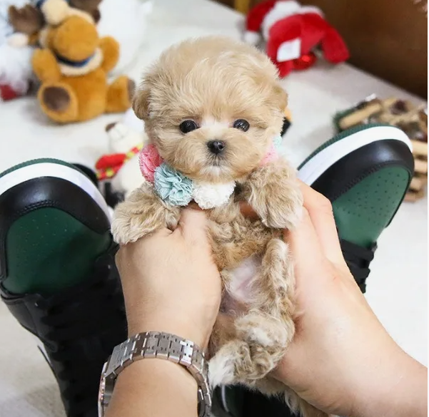 Китайцы заставляют собак помолиться