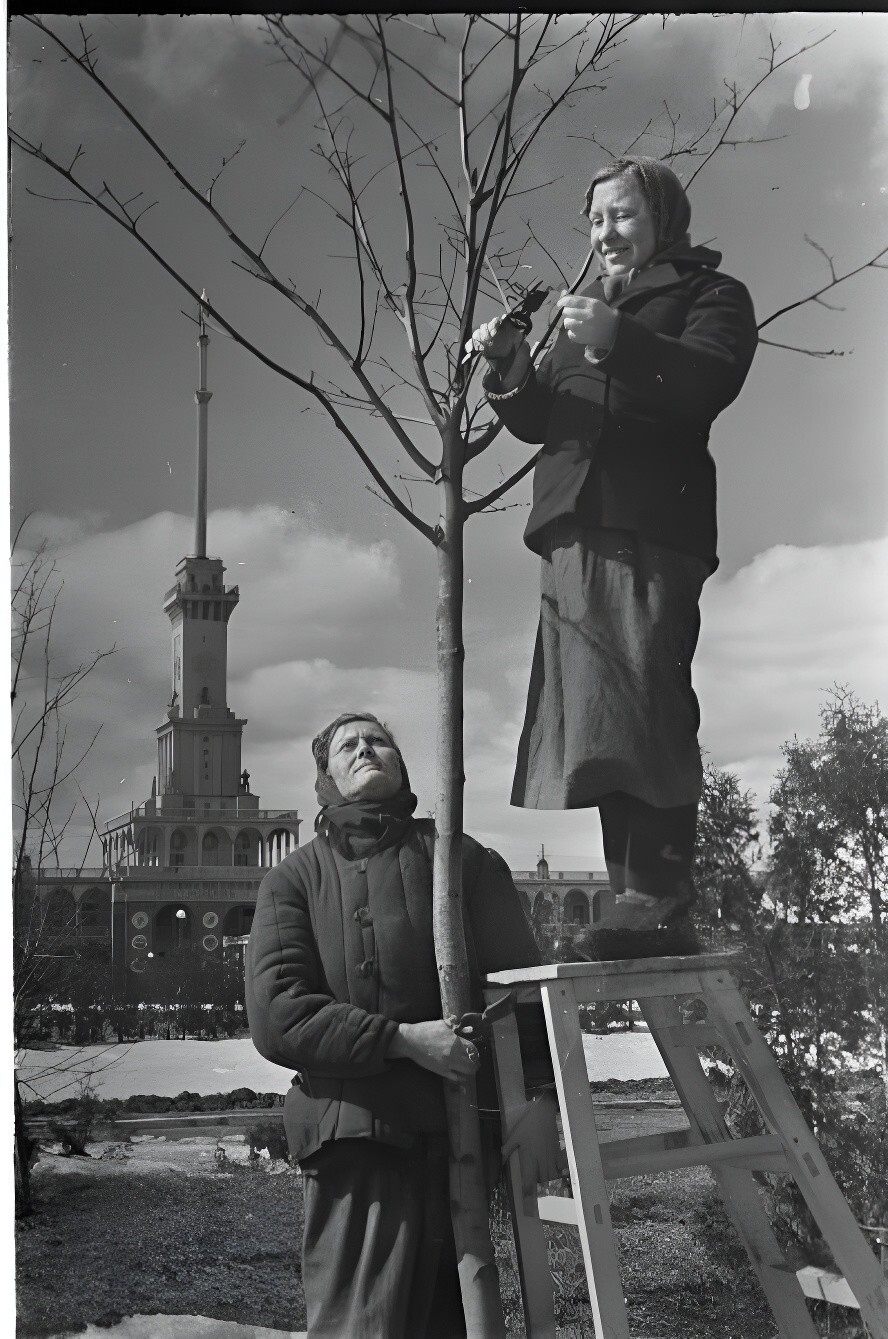 Обрезка деревьев в парке Северного речного вокзала. 1950 год. Автор: Эммануил Евзерихин.