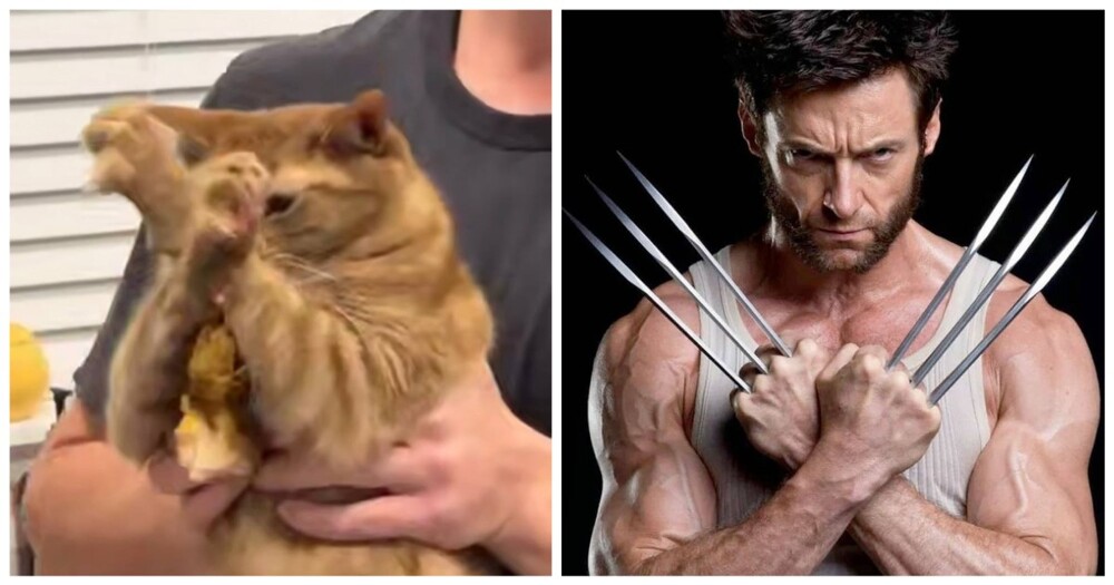 Кот до последнего защищал украденную курицу