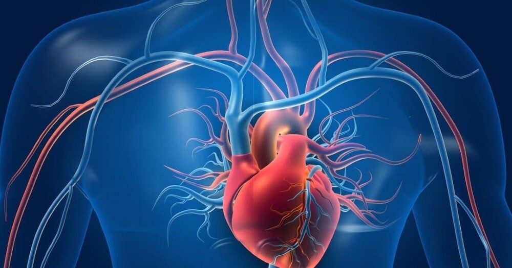 Учёные: сердце человека обладает способностью к самовосстановлению