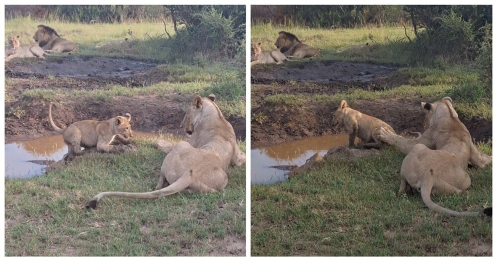 Все коты любят играть
