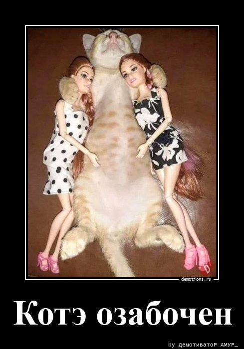 Котэ озабочен