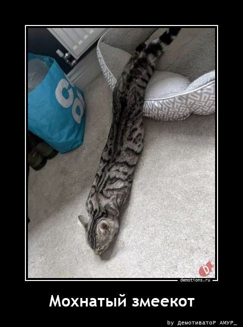 Мохнатый змеекот