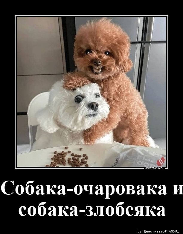 Собака-очаровака и собака-злобеяка