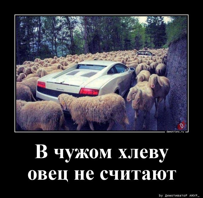 В чужом хлеву овец не считают
