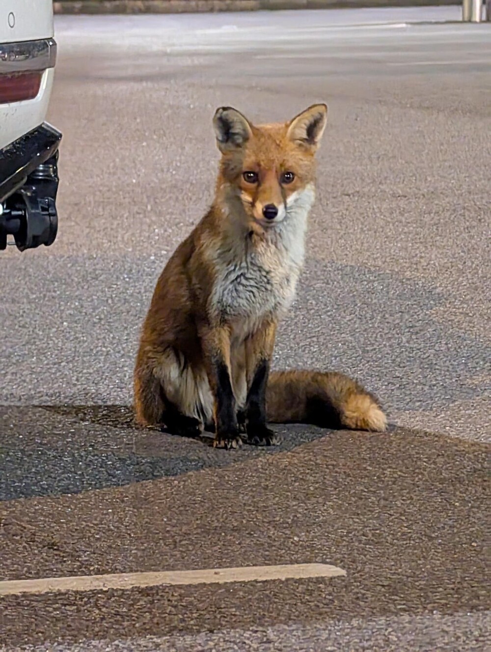 12. Лисичка забрела на парковку супермаркета 