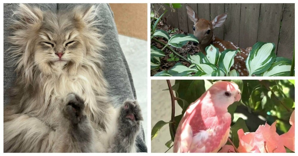 30 снимков животных для хорошего настроения