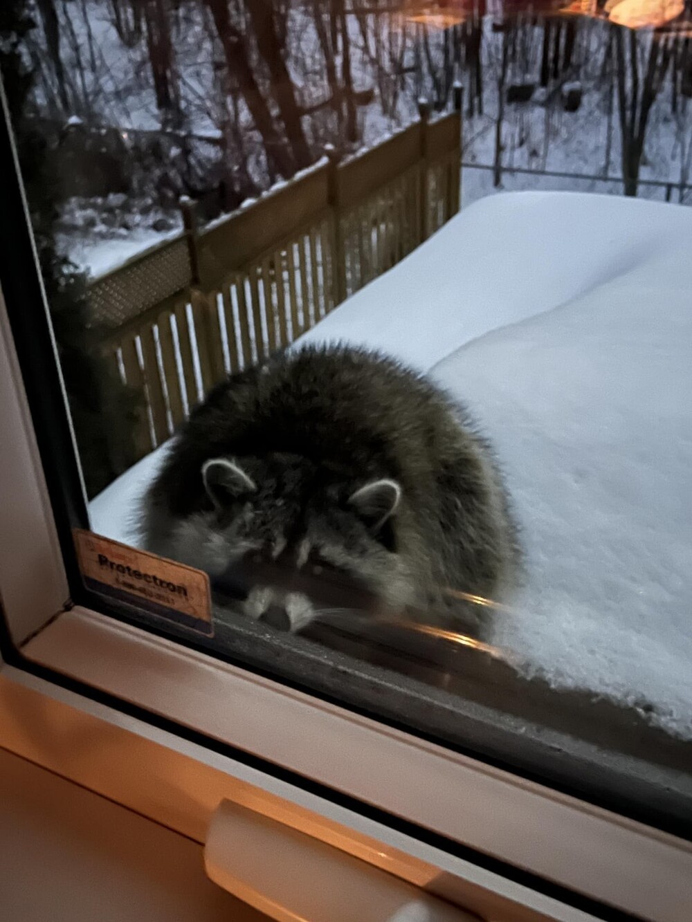 18. Новый друг испугал меня до смерти, когда я открыла жалюзи
