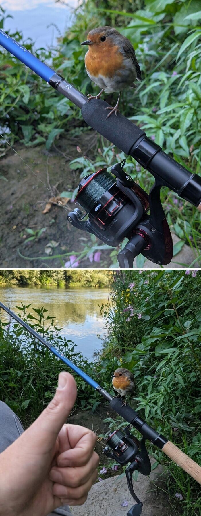 19. Зарянка на рыбалке