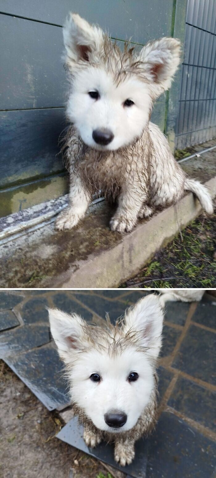 30. Поиграл в грязи и стал похож на сову