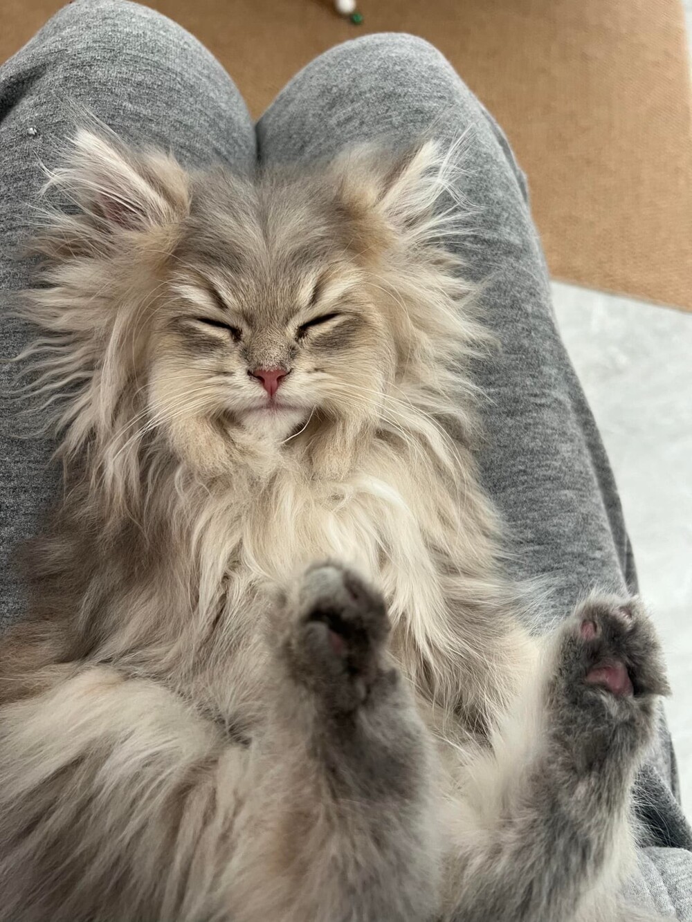 4. Моя пушистая любимица уснула у меня на коленях. Она напоминает мне дедушку с густой бородой