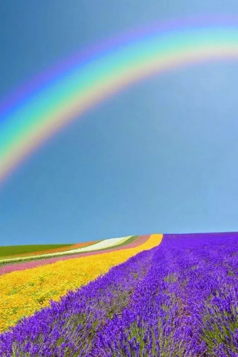 22. Радуга над цветочным полем